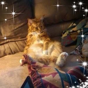 Meet your Posher, Nancy